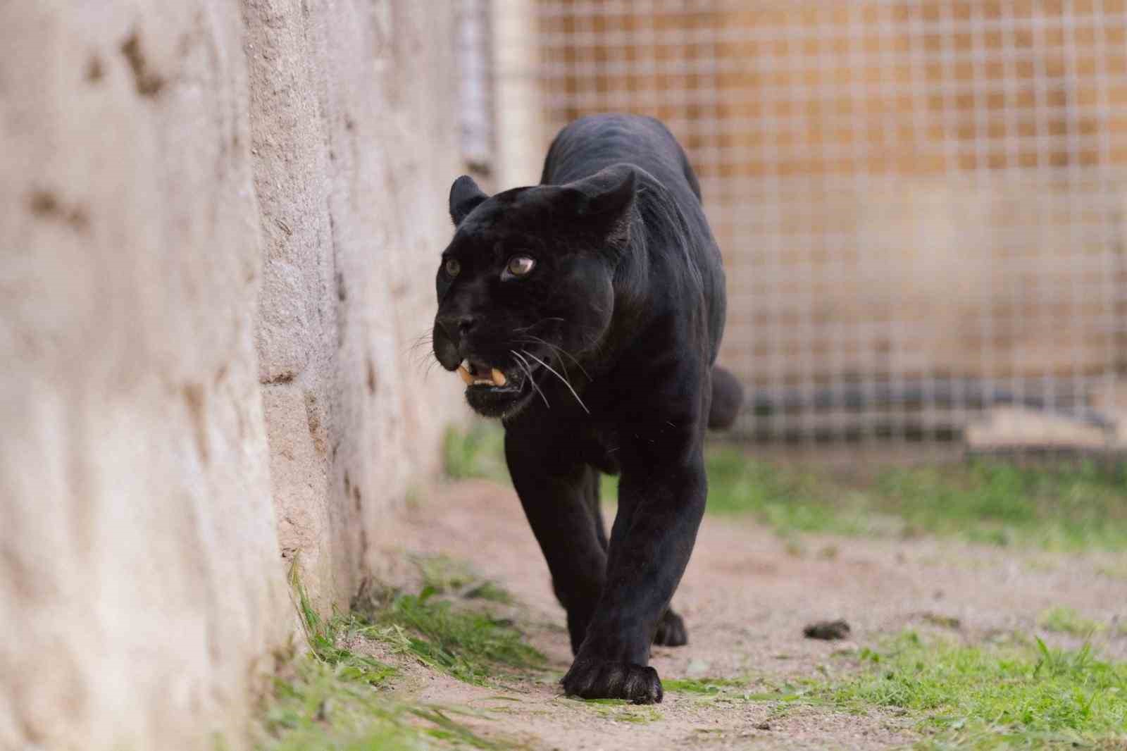 Doğal Yaşam Parkı’nın jaguarı Juliet yaşama veda etti
