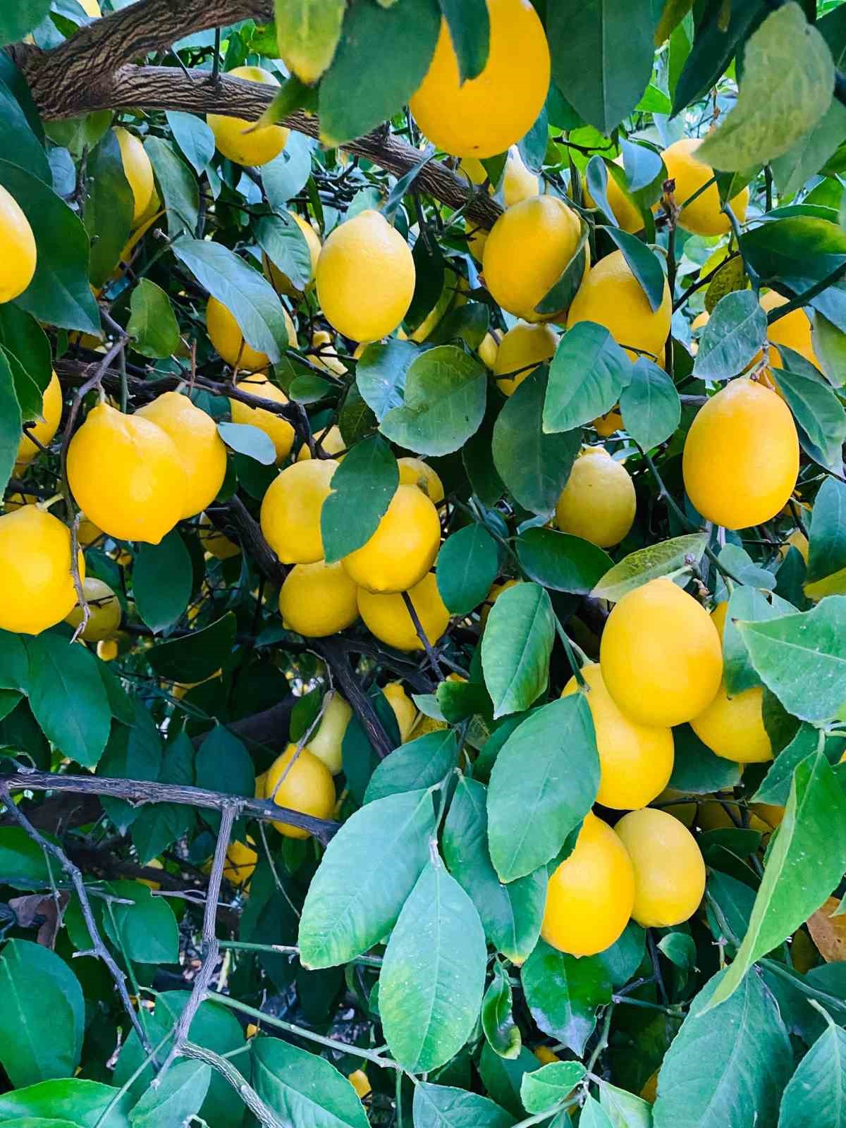 Doğan’dan limon ithalatı değerlendirmesi: "Depoda ürünü olan üretici zorlanabilir"
Doğan’dan limon ithalatı değerlendirmesi: "Depoda ürünü olan üretici zorlanabilir"