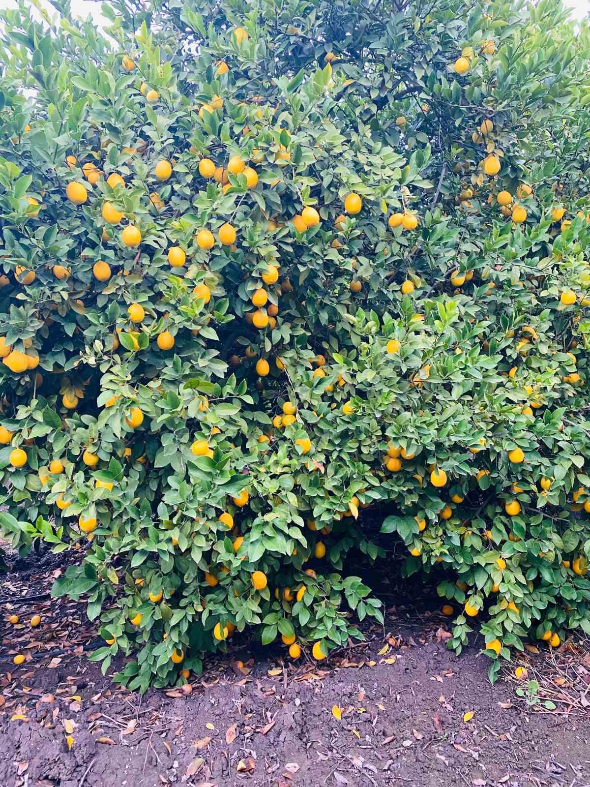 Doğan’dan limon ithalatı değerlendirmesi: "Depoda ürünü olan üretici zorlanabilir"
Doğan’dan limon ithalatı değerlendirmesi: "Depoda ürünü olan üretici zorlanabilir"