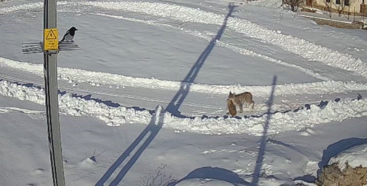 Doğanın kanunu gözler önüne serildi, vaşağın tavşan avı anbean kaydedildi
