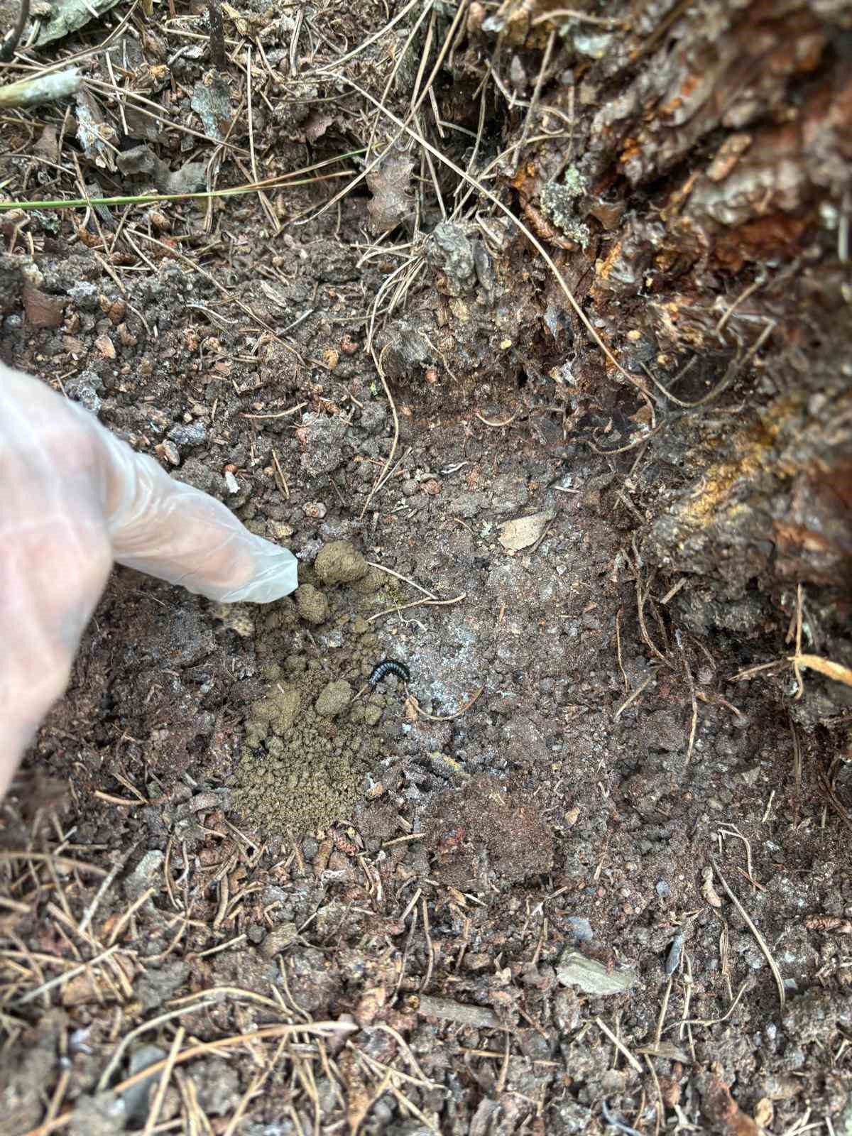 Doğanın sessiz kahramanları görev başında
