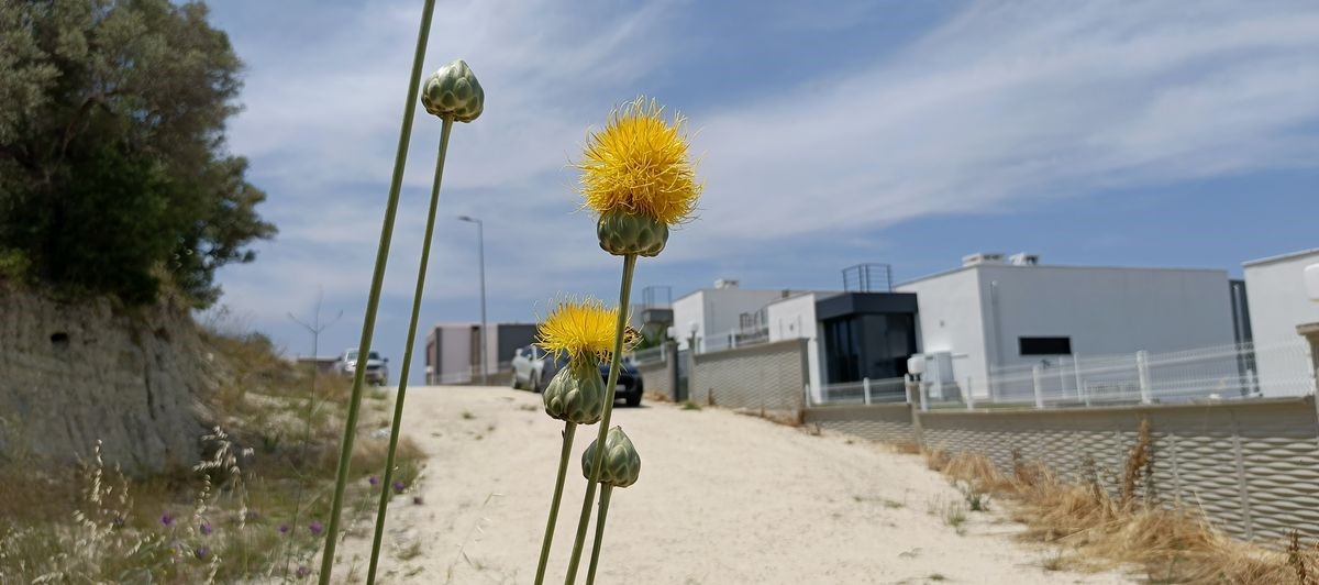 Doğaseverlerden Tülüşah için "acil koruma" çağrısı
