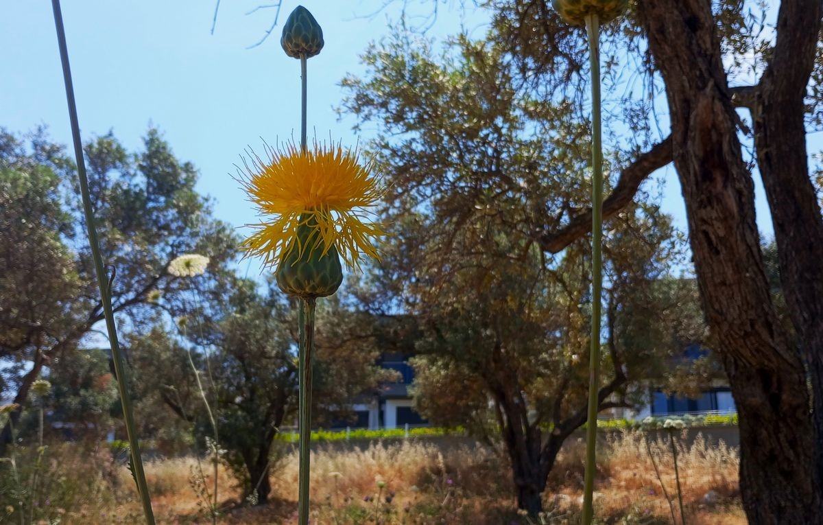 Doğaseverlerden Tülüşah için "acil koruma" çağrısı
