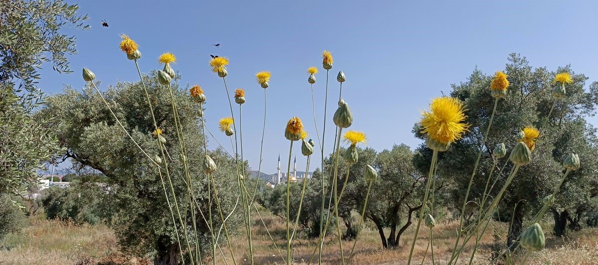 Doğaseverlerden Tülüşah için "acil koruma" çağrısı
