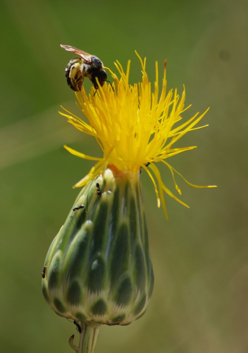 Doğaseverlerden Tülüşah için "acil koruma" çağrısı
