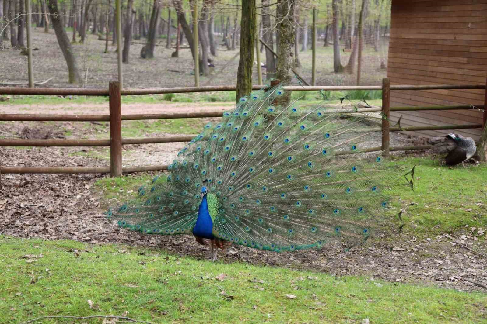 Doğaseverlerin uğrak noktası Ormanya bahara "merhaba" dedi
