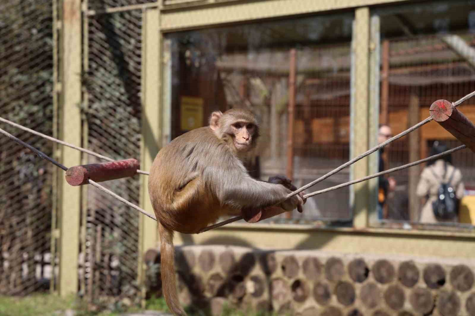 Doğaseverlerin uğrak noktası Ormanya bahara "merhaba" dedi
