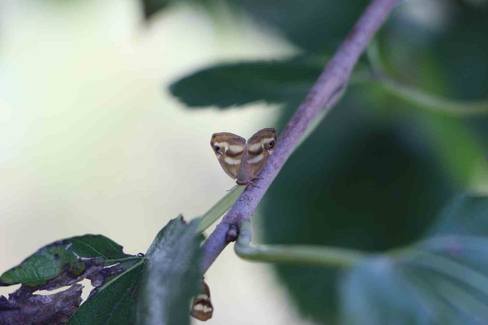 Doğu Karadeniz’de üçlü istilacı tür tarımı tehdit ediyor
