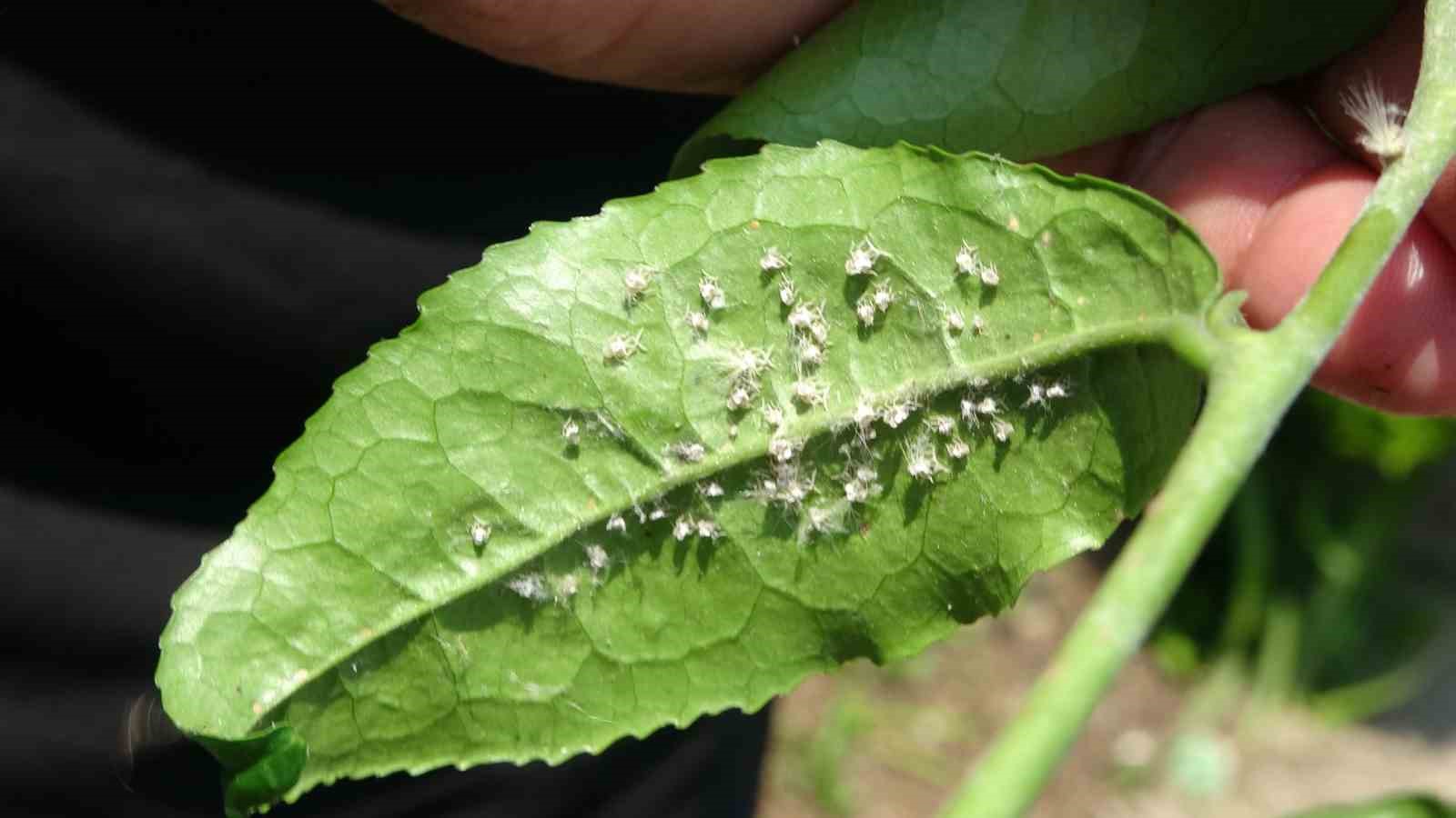 Doğu Karadeniz’de üçlü istilacı tür tarımı tehdit ediyor
