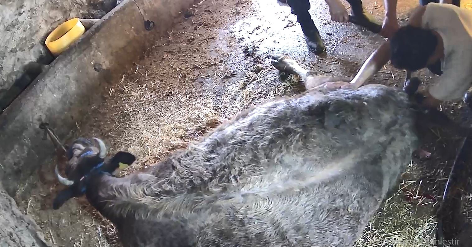 Doğum yapmakta zorlandığı için ekmek bıçağı ile ameliyat edilip sezaryen yapılan inek telef oldu
