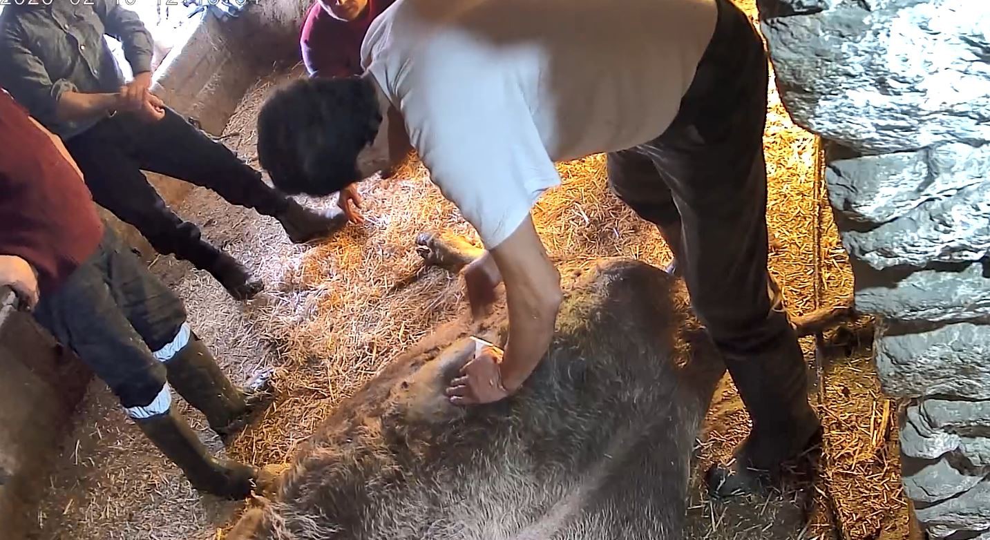 Doğum yapmakta zorlandığı için ekmek bıçağı ile ameliyat edilip sezaryen yapılan inek telef oldu
