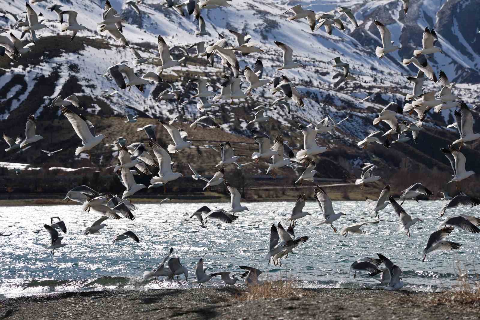 Doğu’nun gizli denizinde şefkat eli: Polis ekipleri martı ve tavşanları unutmadı
