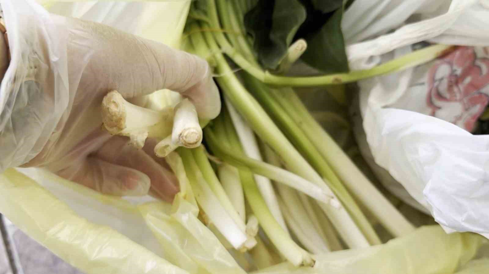 Doktor çiftin zor anları, ağzına alır almaz fenalaştı: "Pazı olarak aldığım ot, zehirli tirşik otu çıktı"
