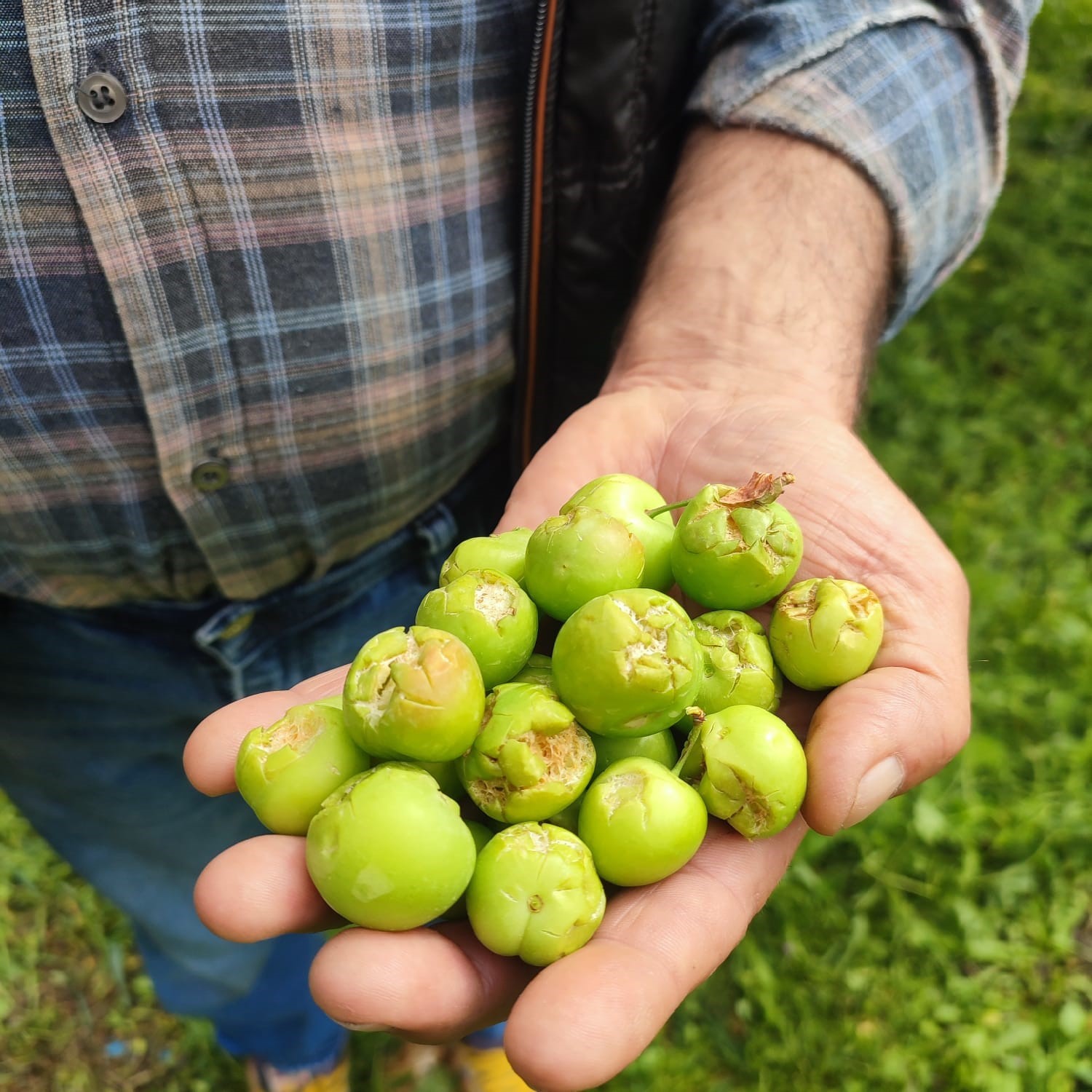 Dolu afeti sonrası hasar tespit çalışmalarına başlandı
