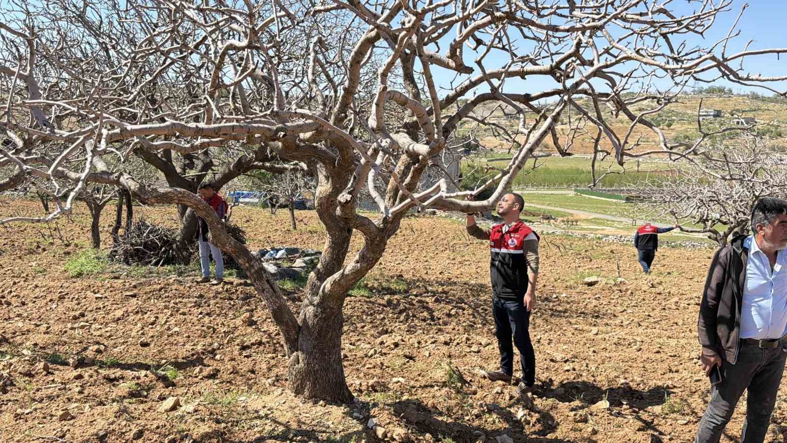 Dolu sonrası hasar tespit çalışmaları başladı
