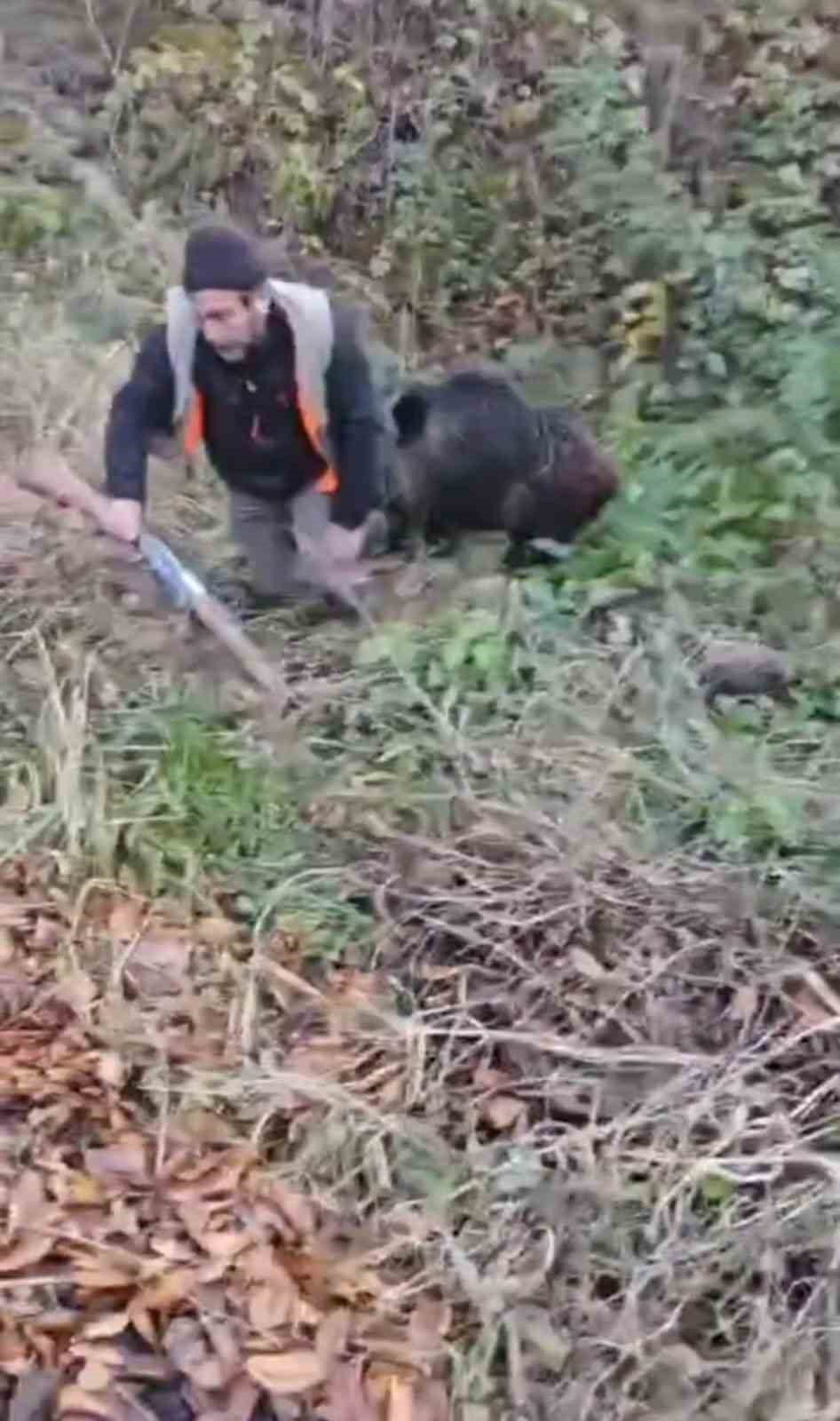 Domuzun saldırısından avcı arkadaşları kurtardı
