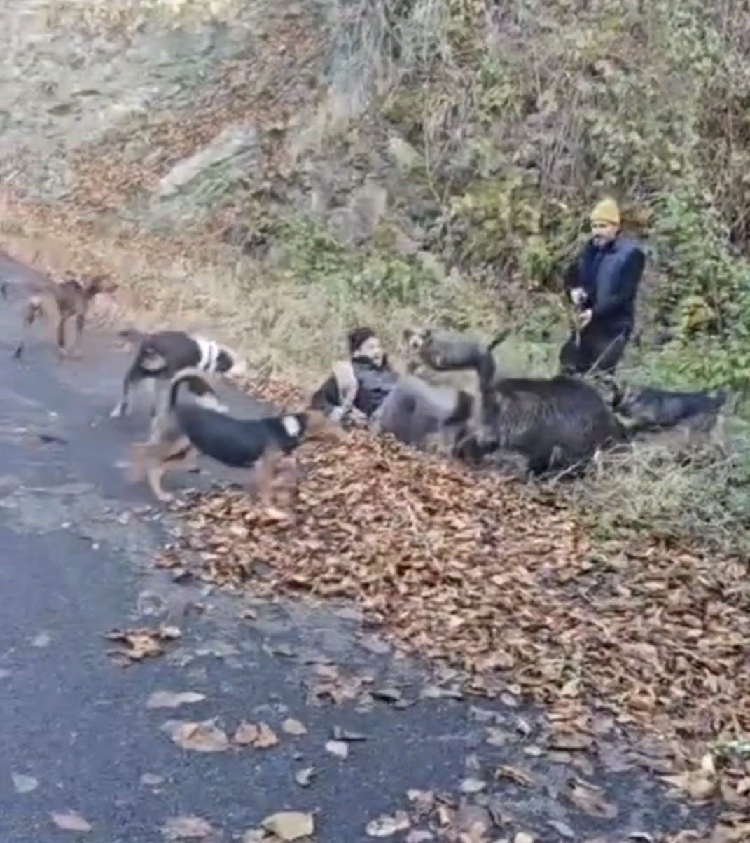 Domuzun saldırısından avcı arkadaşları kurtardı

