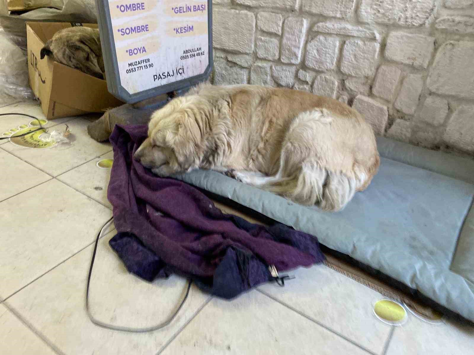 Dondurucu soğuk sokak hayvanlarının yaşamını zorlaştırdı
