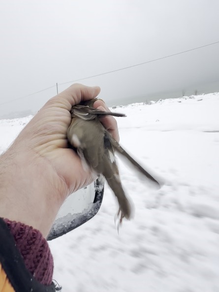 Donmak üzere olan kuşu aracına alarak ısıttı
