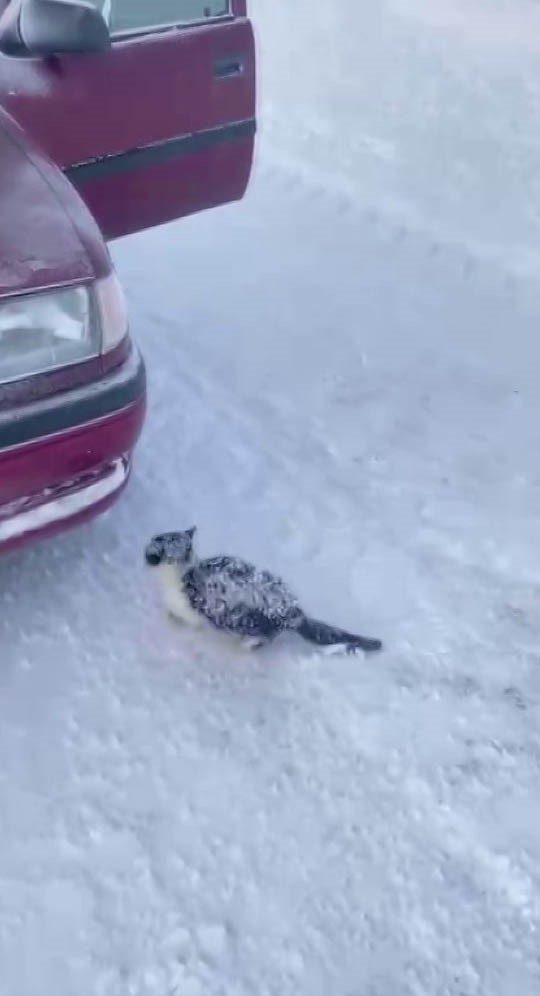 Donmak üzere olan yavru kediyi kurtardı, davranışı ile takdir topladı
