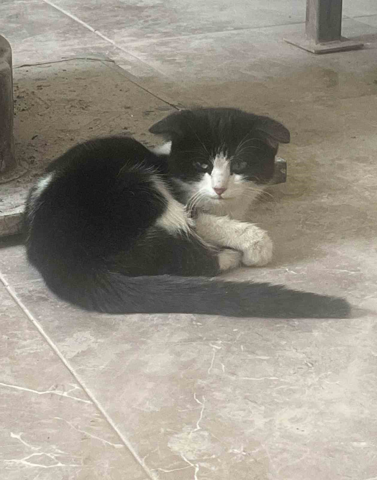 Donmak üzere olan yavru kediyi kurtardı, davranışı ile takdir topladı
