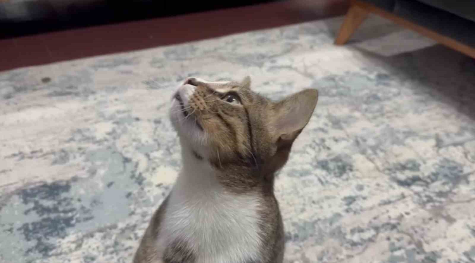 Dört yıldır kusan kedinin midesinden buzdolabı vakumu çıktı
