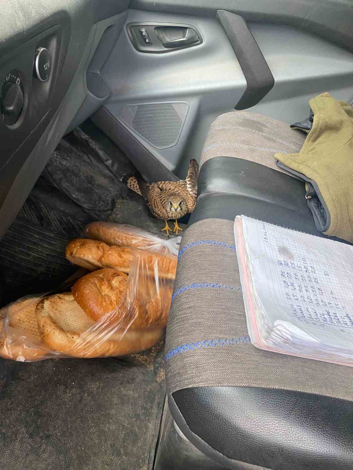 Dörtyol’da yaralı atmaca araca sığındı
