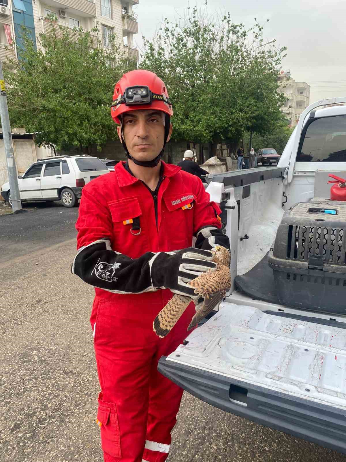 Dörtyol’da yaralı atmaca araca sığındı
