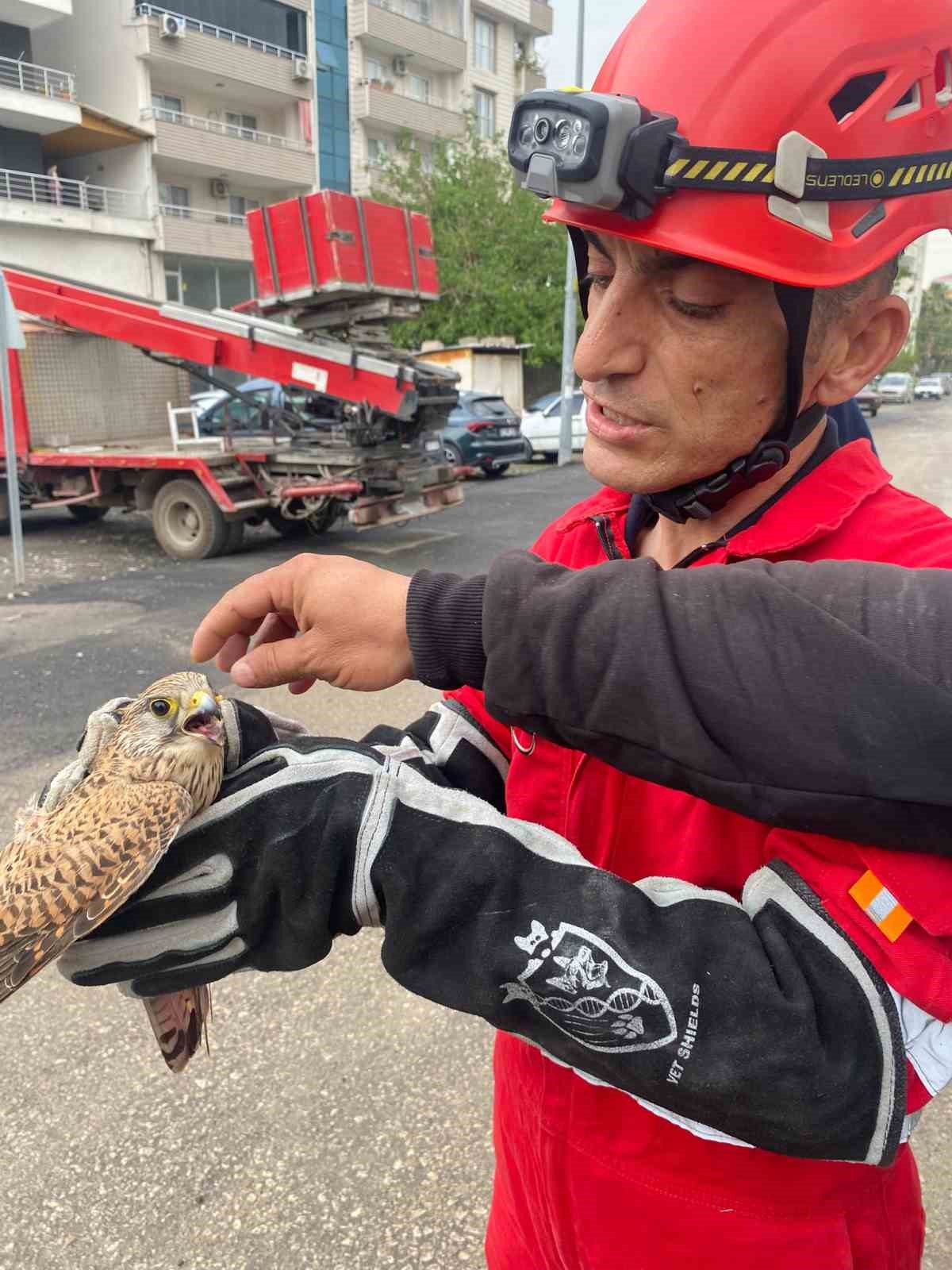 Dörtyol’da yaralı atmaca araca sığındı
