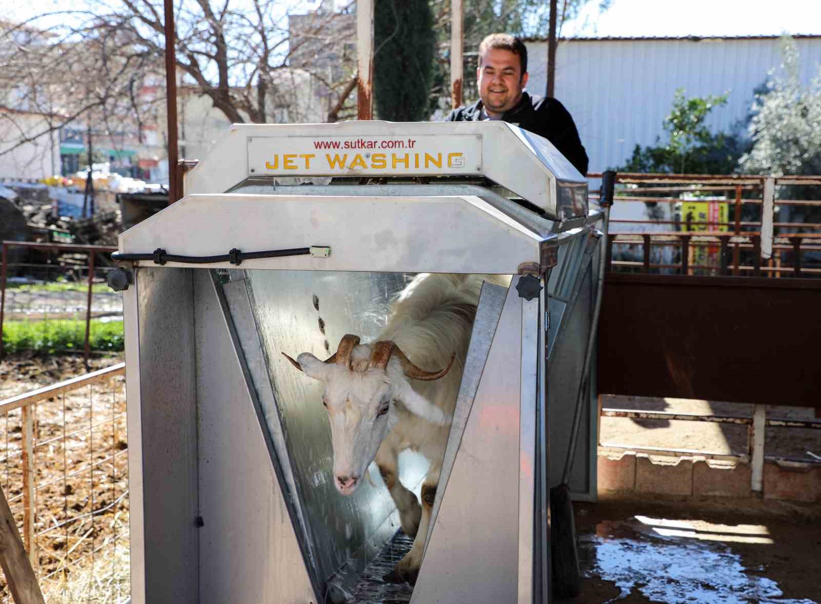 Döşemealtı’nda küçükbaş hayvanlara ücretsiz parazit uygulaması
