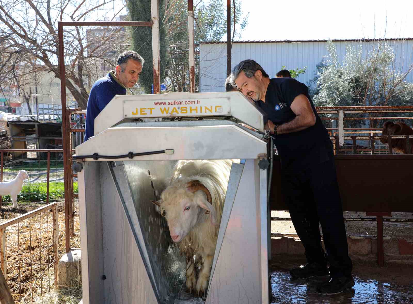 Döşemealtı’nda küçükbaş hayvanlara ücretsiz parazit uygulaması
