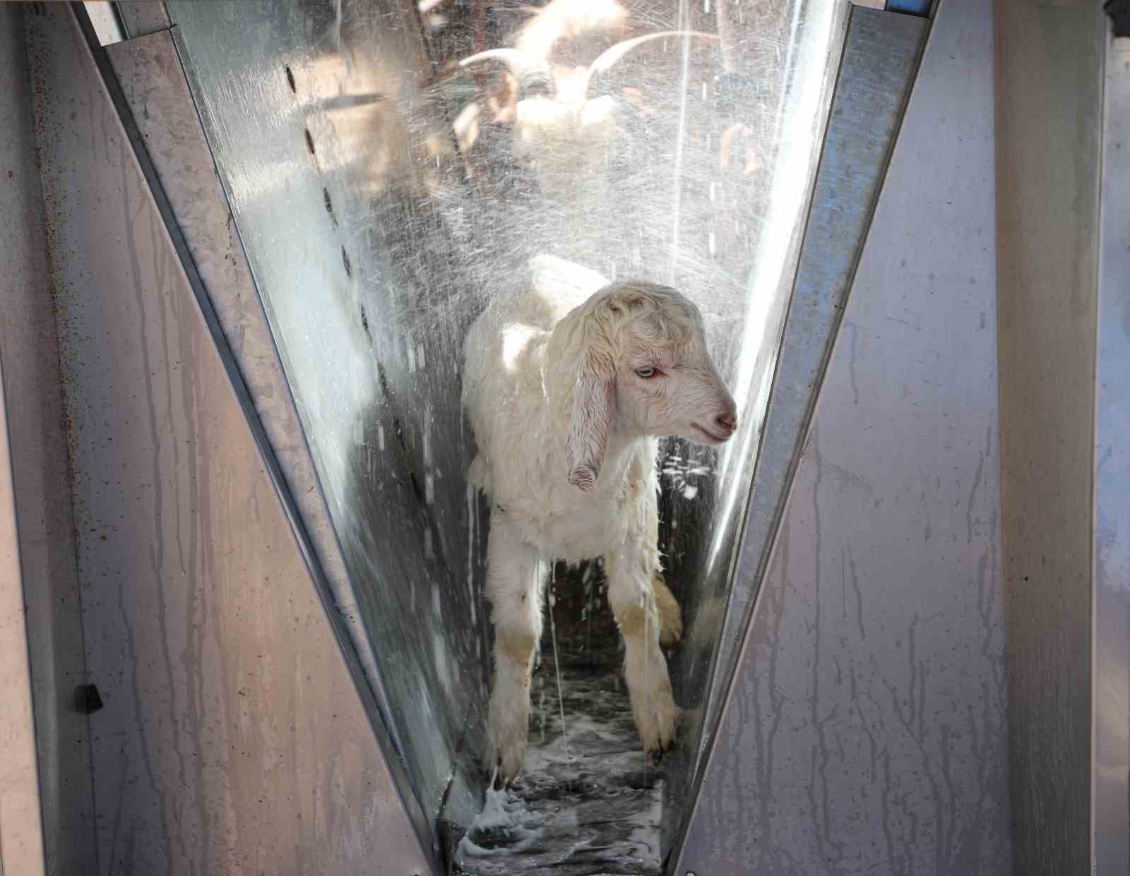 Döşemealtı’nda küçükbaş hayvanlara ücretsiz parazit uygulaması
