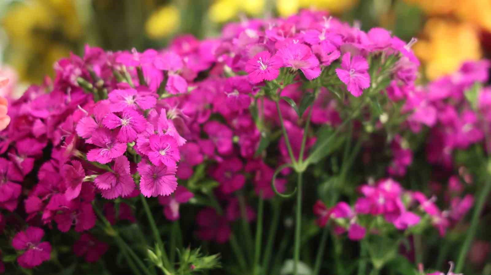 Düğün sezonu öncesi çiçekçilerde yoğun mesai
