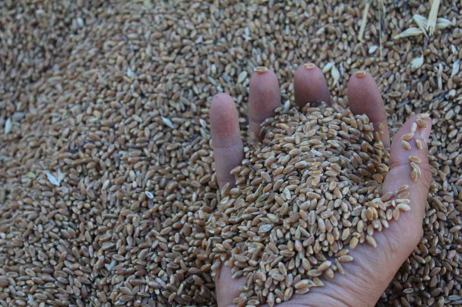 Dünya hububat üretiminde bir ilk gerçekleşecek
