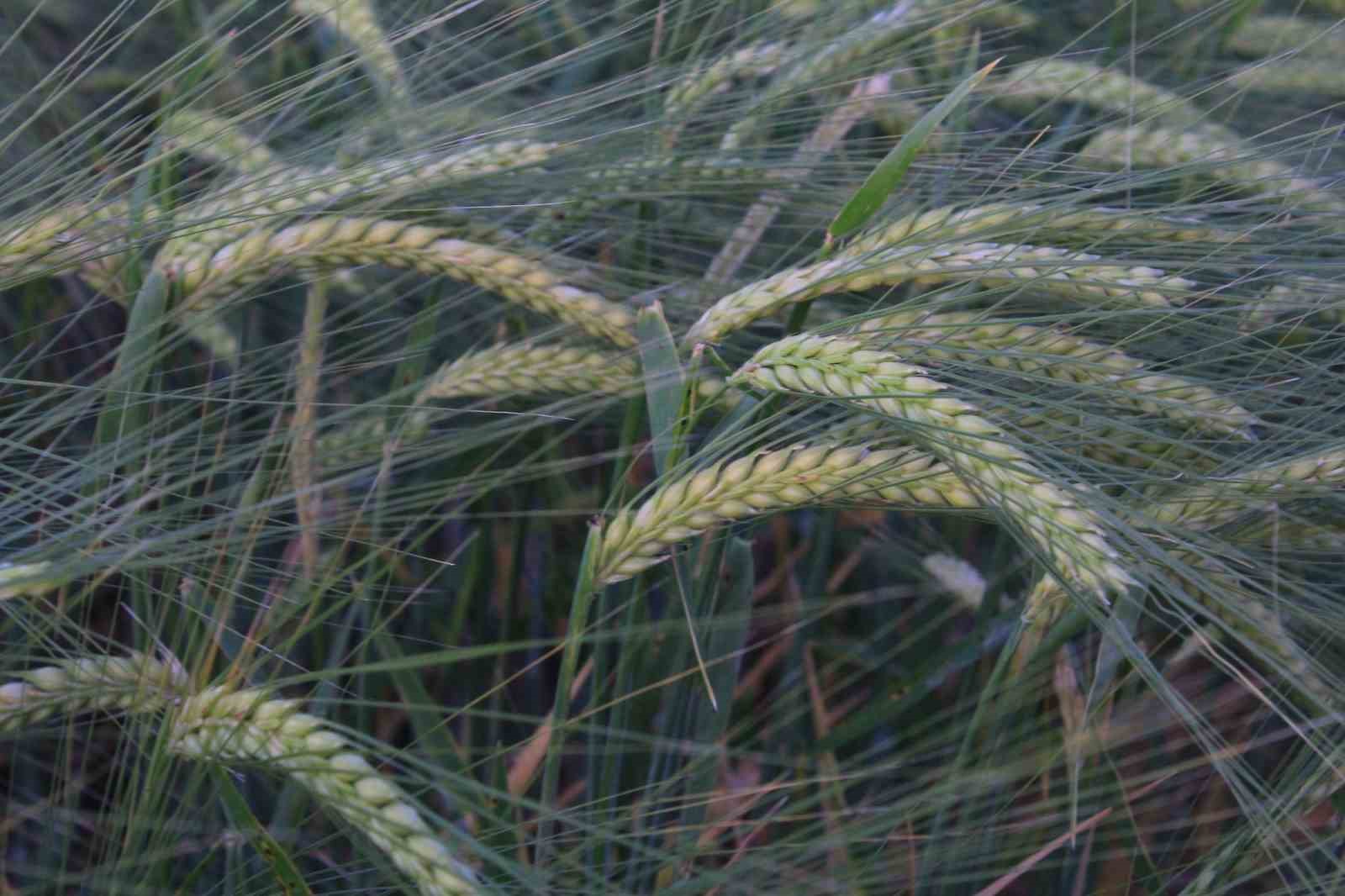 Dünya hububat üretiminde bir ilk gerçekleşecek
