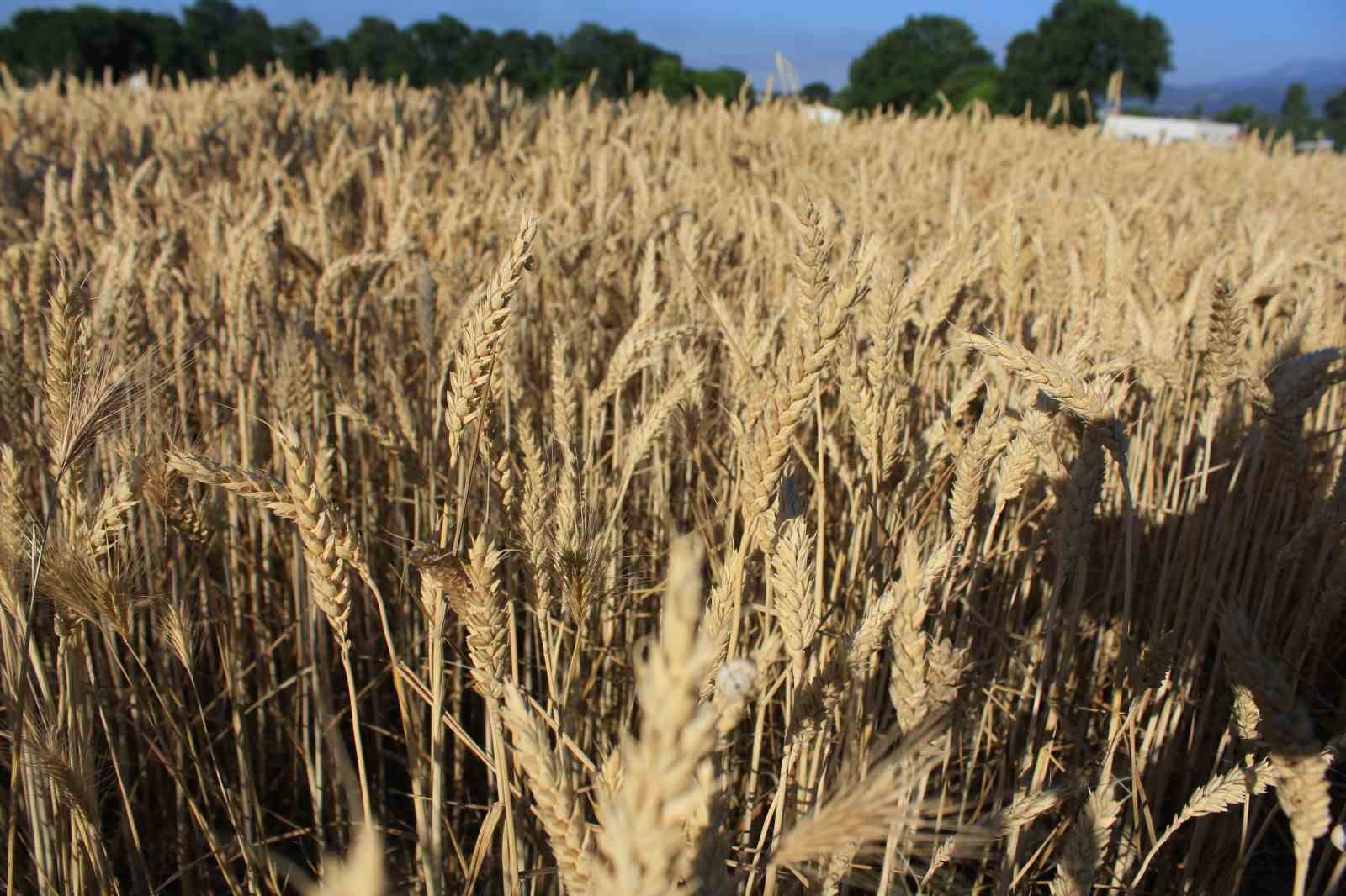 Dünya hububat üretiminde bir ilk gerçekleşecek
