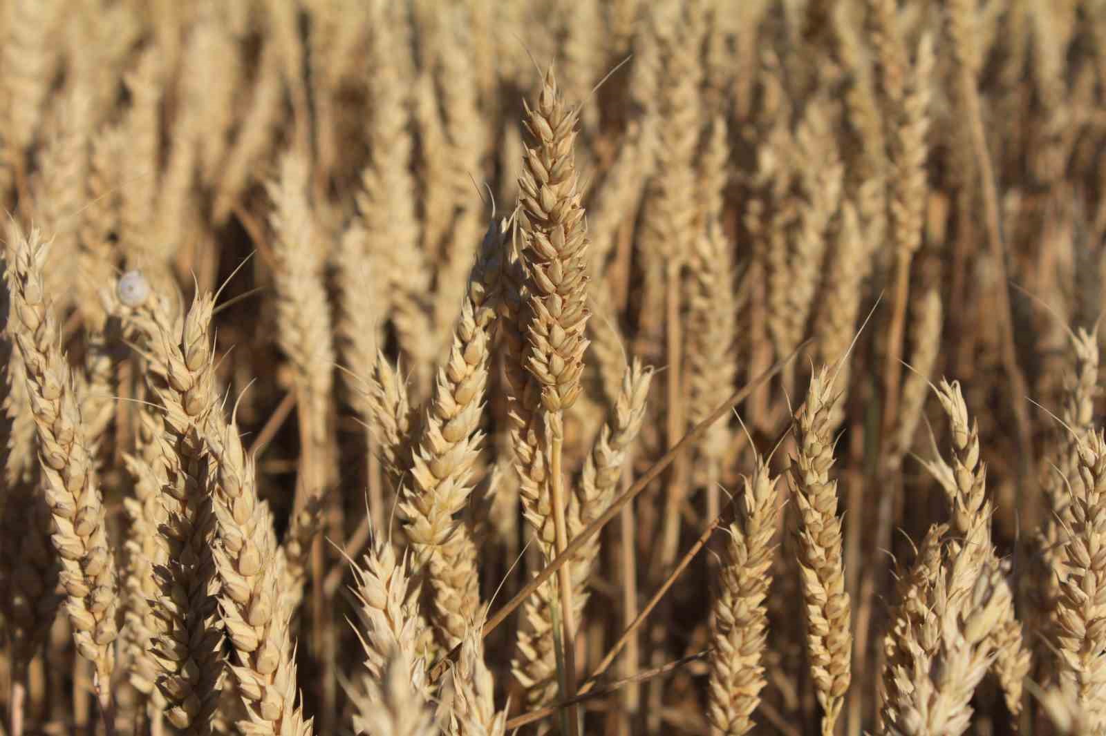 Dünya hububat üretiminde bir ilk gerçekleşecek
