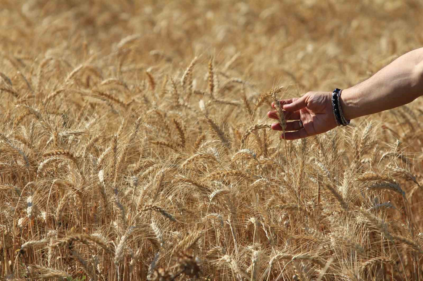 Dünya tahıl üretiminde 133 milyon ton artışla rekor bekleniyor
