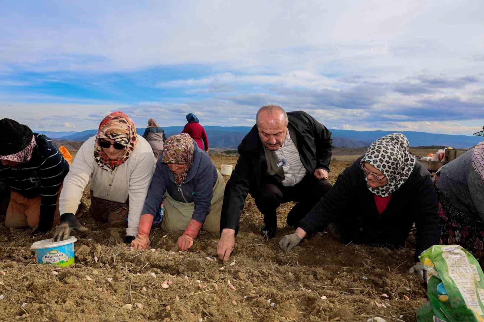 Dünyaca ünlü Taşköprü sarımsağının ekim sezonu erken başladı
Dünyaca ünlü Taşköprü sarımsağının ekim sezonu erken başladı