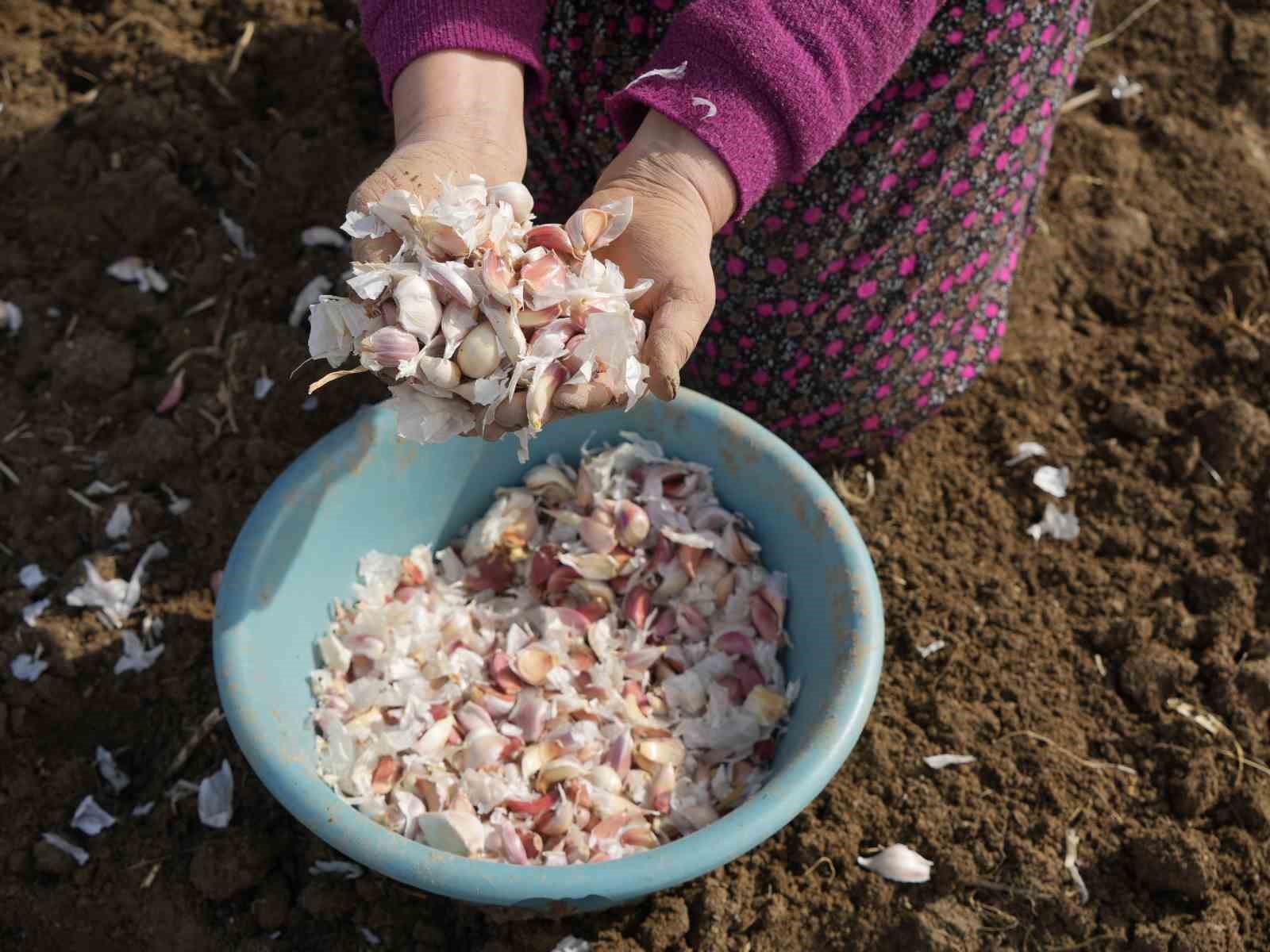Dünyaca ünlü Taşköprü sarımsağının ekim sezonu erken başladı
Dünyaca ünlü Taşköprü sarımsağının ekim sezonu erken başladı
