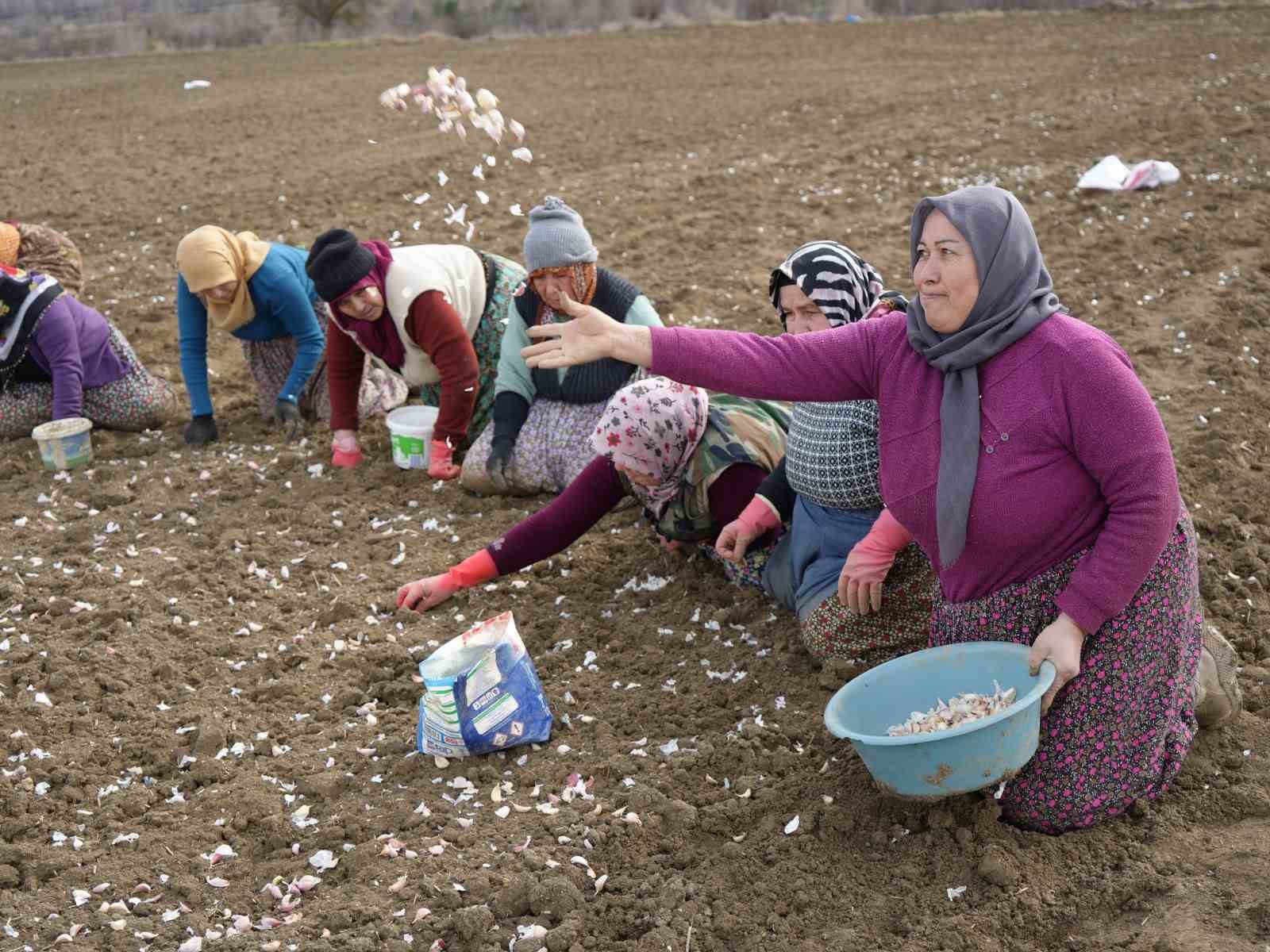 Dünyaca ünlü Taşköprü sarımsağının ekim sezonu erken başladı
Dünyaca ünlü Taşköprü sarımsağının ekim sezonu erken başladı