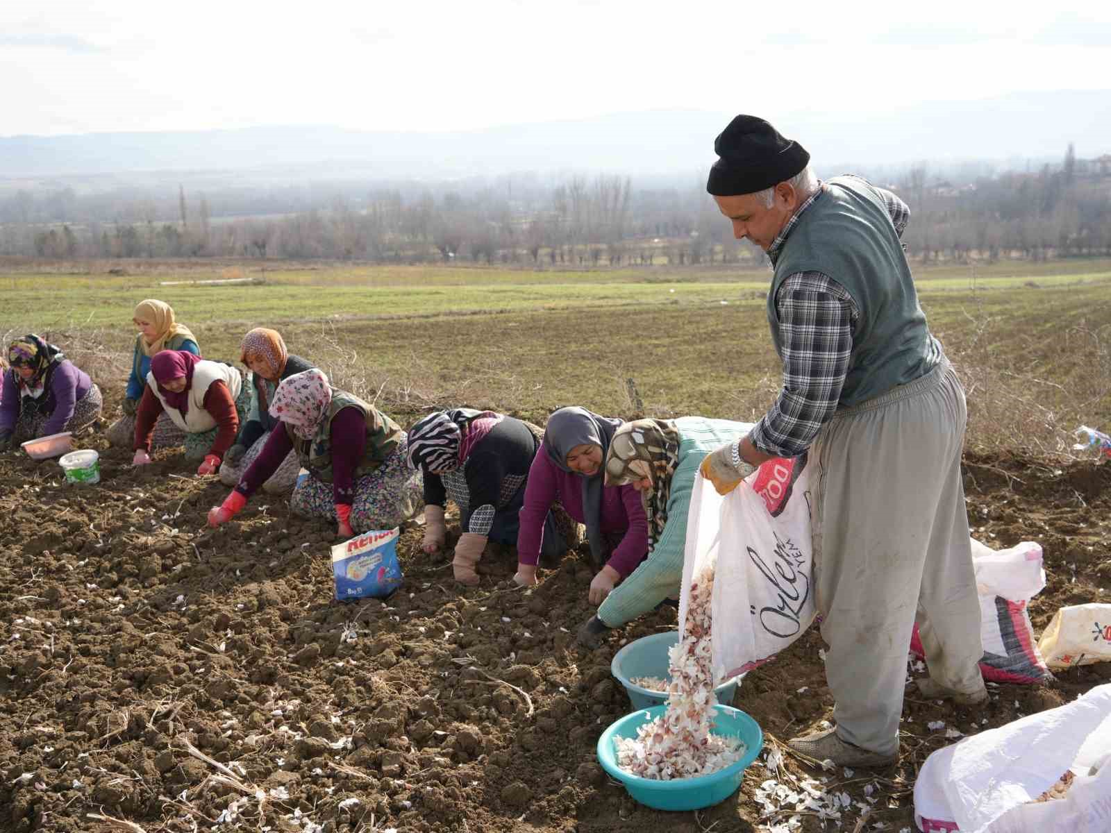 Dünyaca ünlü Taşköprü sarımsağının ekim sezonu erken başladı
Dünyaca ünlü Taşköprü sarımsağının ekim sezonu erken başladı