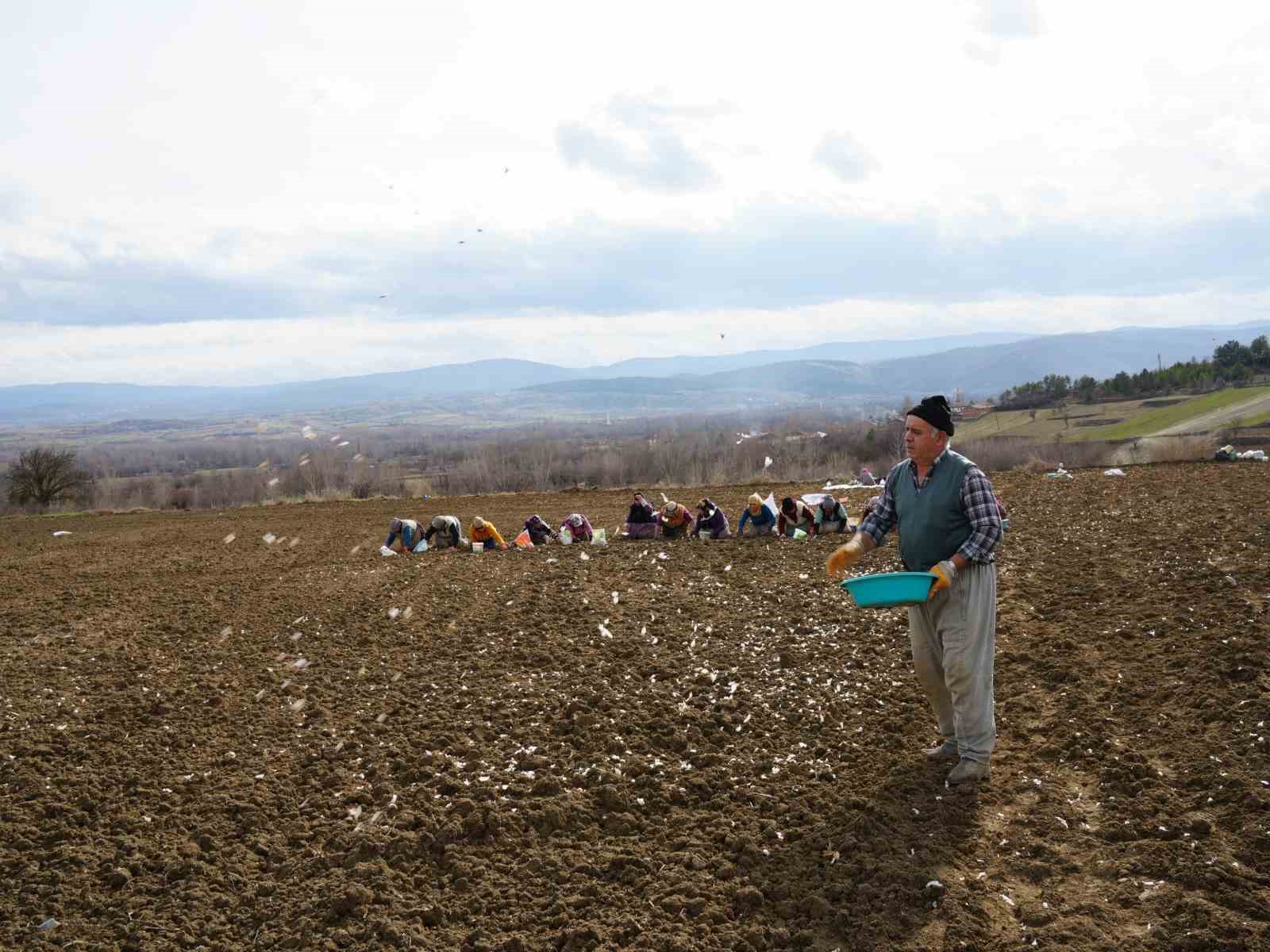 Dünyaca ünlü Taşköprü sarımsağının ekim sezonu erken başladı
Dünyaca ünlü Taşköprü sarımsağının ekim sezonu erken başladı