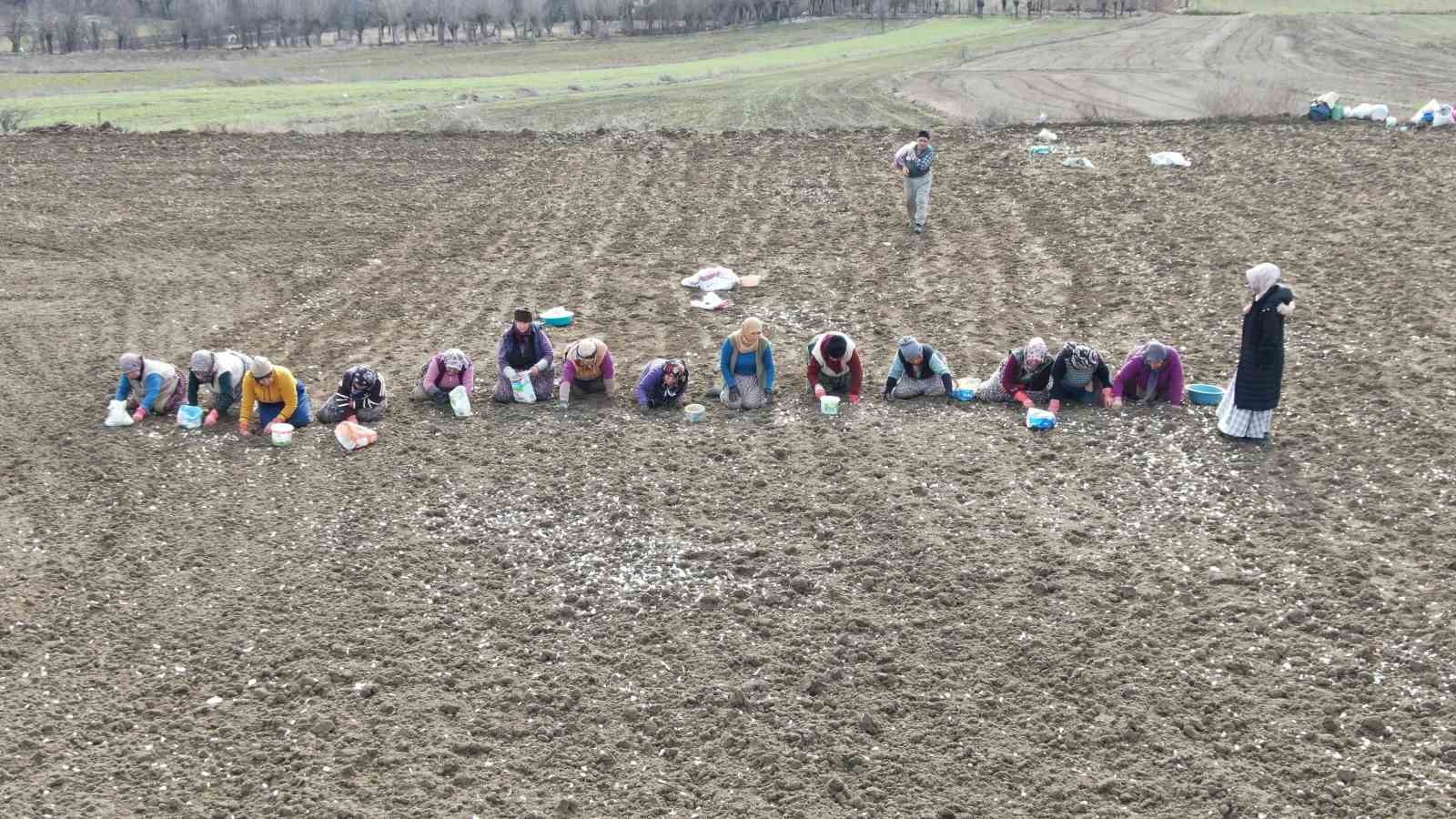 Dünyaca ünlü Taşköprü sarımsağının ekim sezonu erken başladı
Dünyaca ünlü Taşköprü sarımsağının ekim sezonu erken başladı