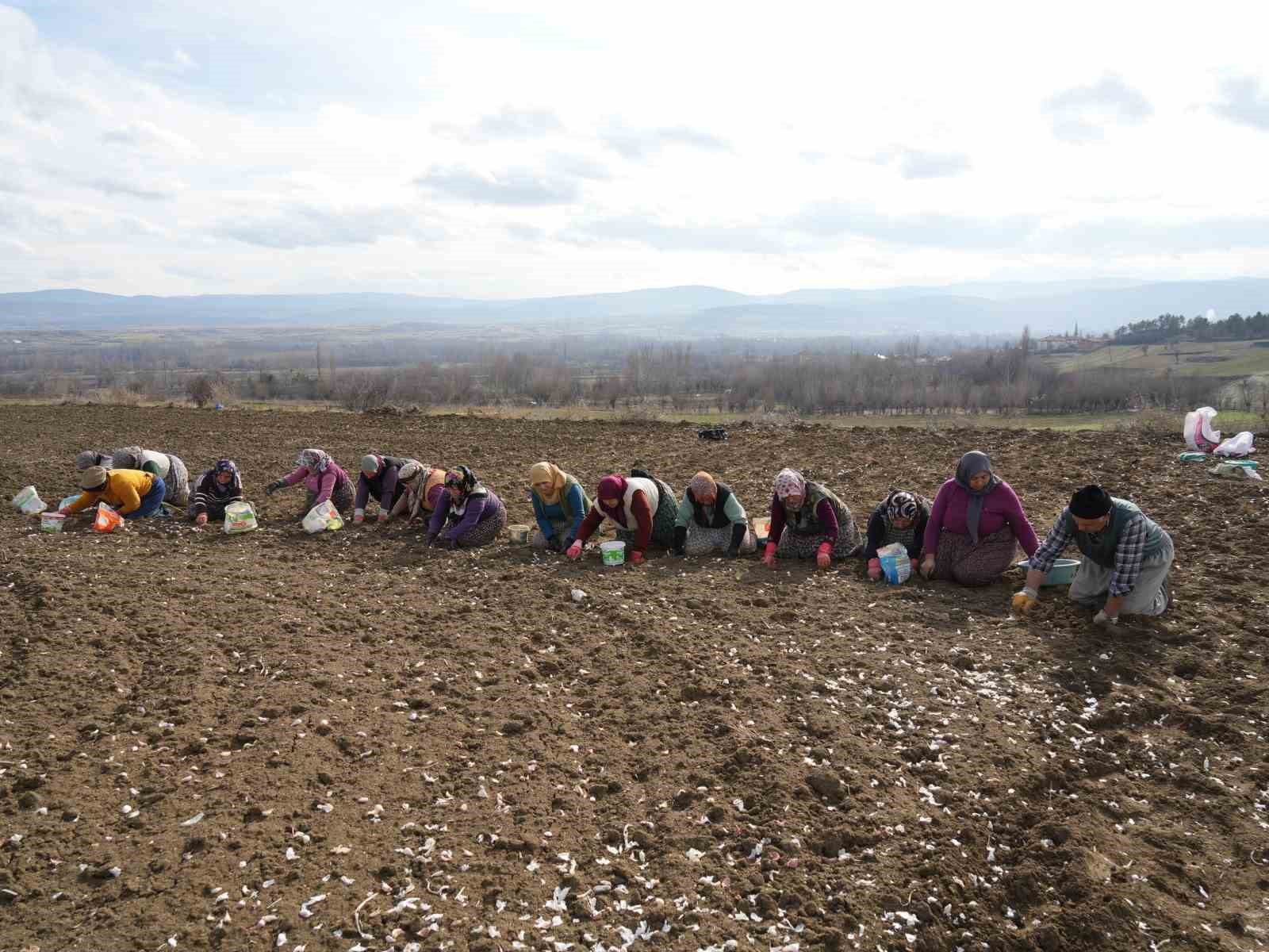 Dünyaca ünlü Taşköprü sarımsağının ekim sezonu erken başladı
Dünyaca ünlü Taşköprü sarımsağının ekim sezonu erken başladı