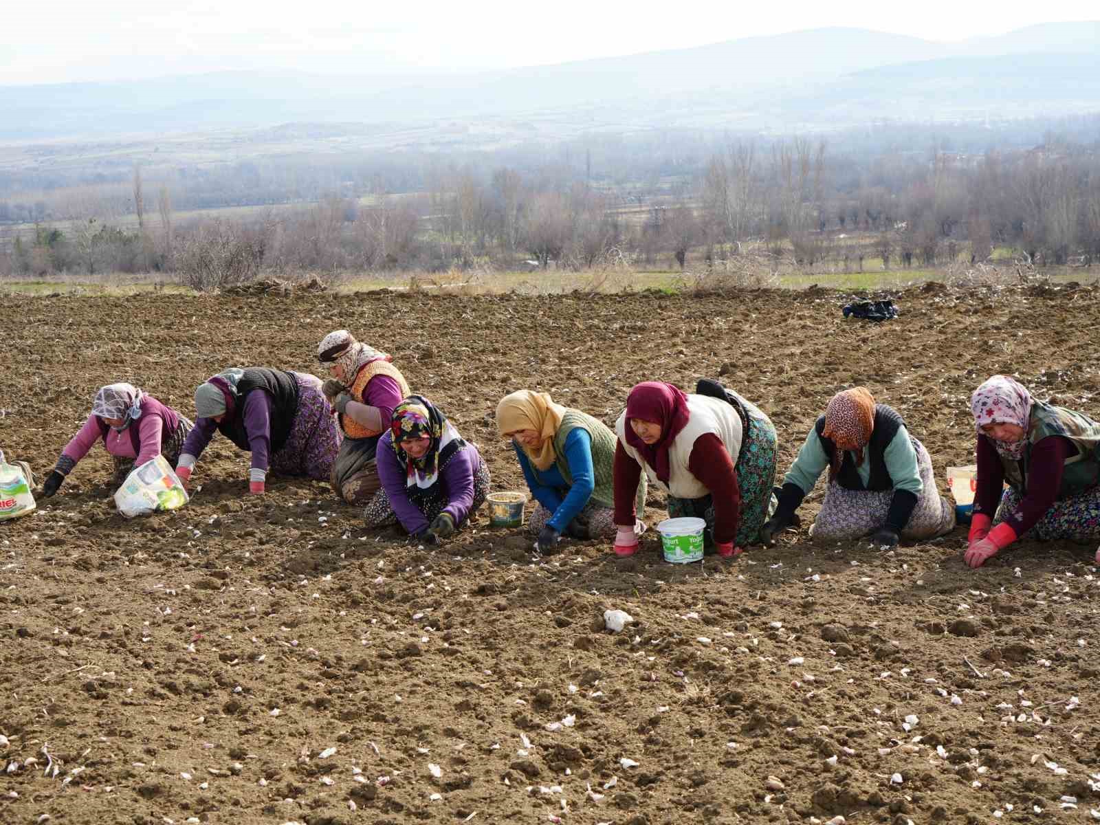 Dünyaca ünlü Taşköprü sarımsağının ekim sezonu erken başladı
Dünyaca ünlü Taşköprü sarımsağının ekim sezonu erken başladı