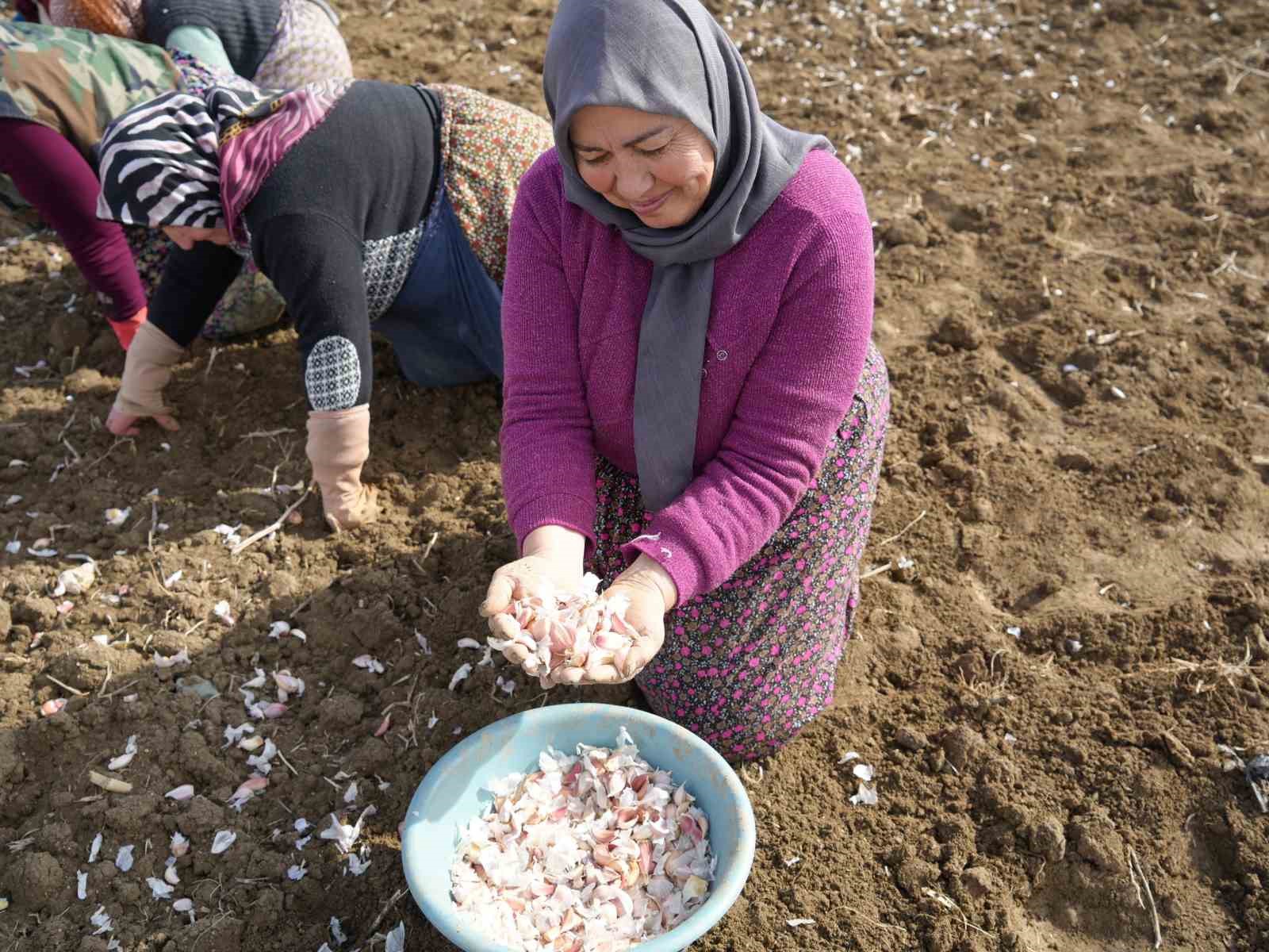 Dünyaca ünlü Taşköprü sarımsağının ekim sezonu erken başladı
Dünyaca ünlü Taşköprü sarımsağının ekim sezonu erken başladı