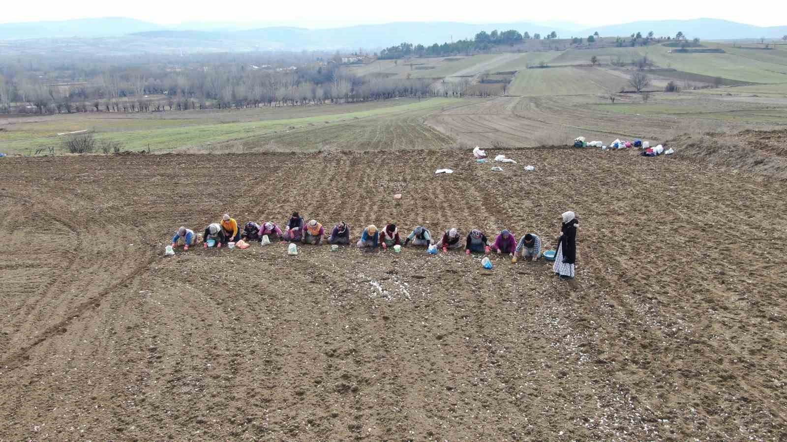 Dünyaca ünlü Taşköprü sarımsağının ekim sezonu erken başladı
Dünyaca ünlü Taşköprü sarımsağının ekim sezonu erken başladı