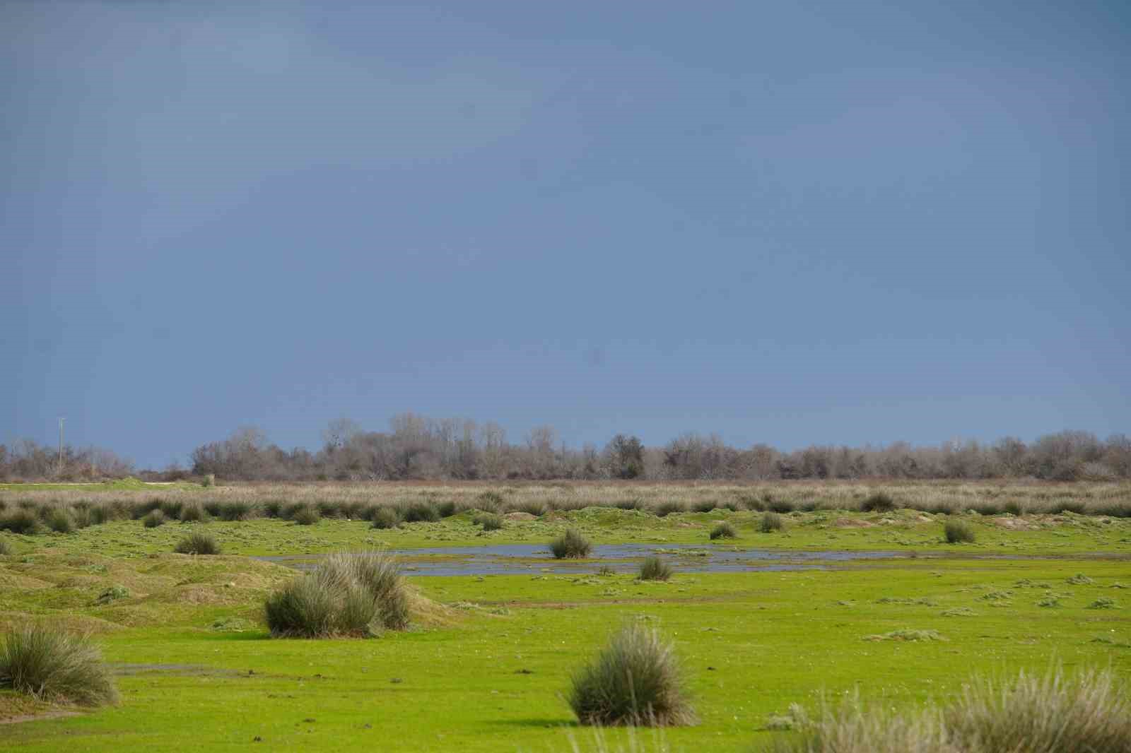 Dünyada nesli tehlike altında olan kuş türlerinden 27’si Kızılırmak Deltası’nda bulunuyor
