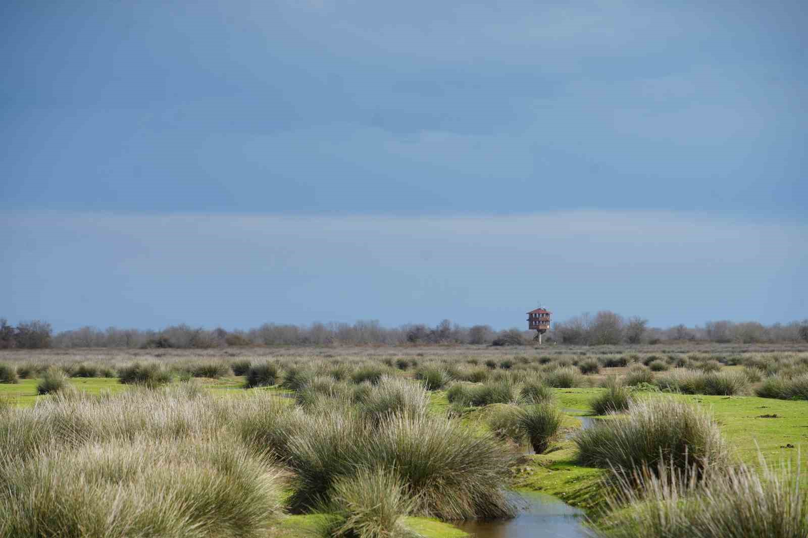 Dünyada nesli tehlike altında olan kuş türlerinden 27’si Kızılırmak Deltası’nda bulunuyor

